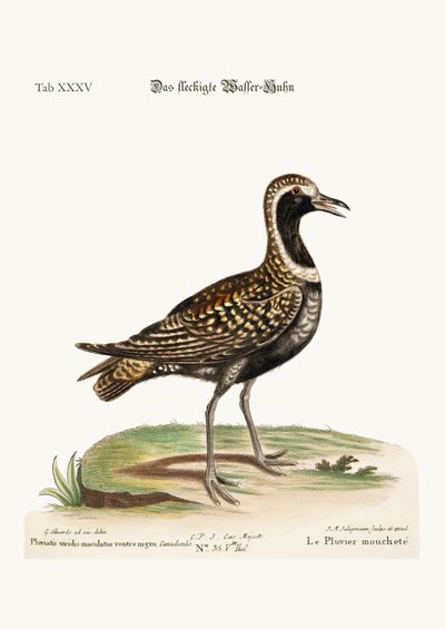 The Spotted Plover by George Edwards